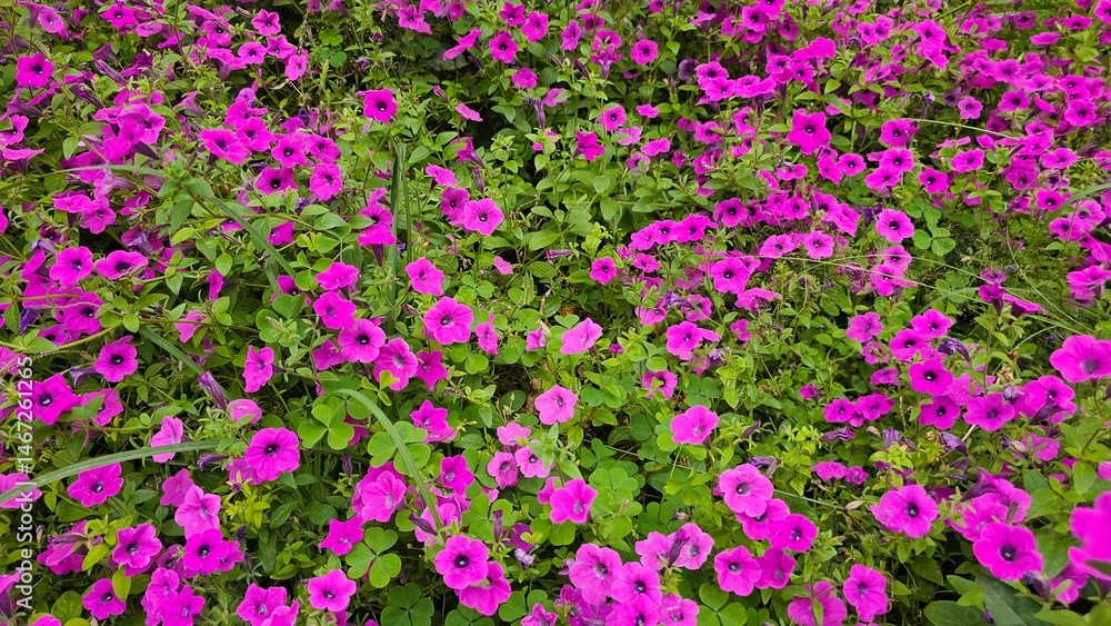 Fototapeta premium Purple Petunia integrifolia flowers bloom in abundance, displaying trumpet-shaped petals with deep centers.