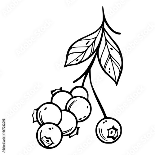 blueberry branch line art illustration