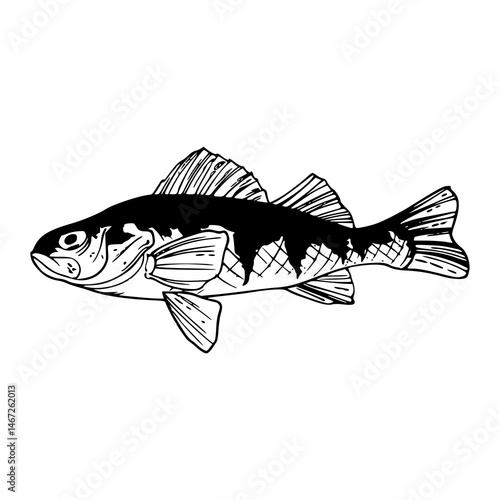 yellow perch fish outline vector illustration