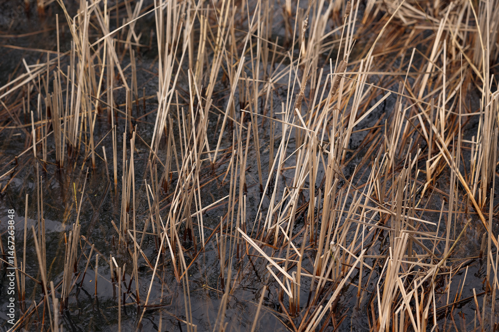 Fototapeta premium Dry reeds and stems sticking out of dark water in a wetland. Natural abstract pattern, close-up view of marsh vegetation in early spring or late autumn.