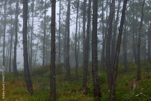 A mysterious forest in thick fog. Mystical humid environment. Soft textures. Smooth tonal transitions. Mysterious landscape. Background. Cover. Wallpaper. Postcard