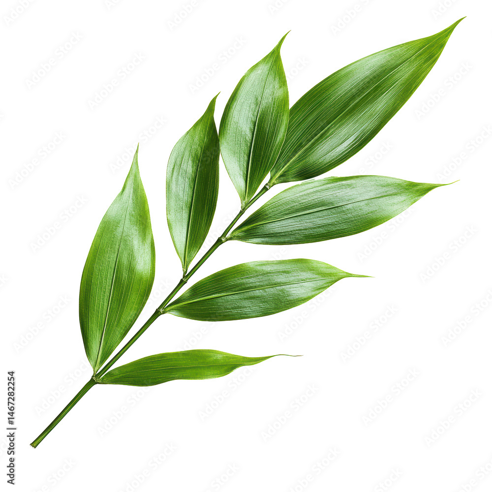 Fototapeta premium Vibrant Green Tropical Leaf Branch Isolated on Black Background Botanical Photography