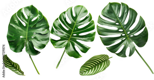 Set of variegated monstera and calathea leaves isolated on white
