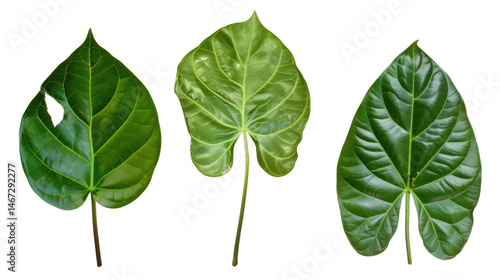 Tropical plant leaves isolated on white. Botanical diversity collection
