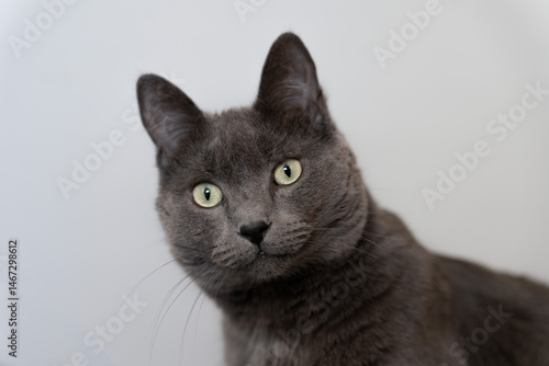 Canvas Print Gray cat (Korat) with a light gray background