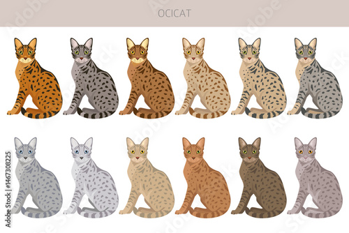 Ocicat, Ocelot Cat clipart. All coat colors set.  All cat breeds characteristics infographic. Vector illustration