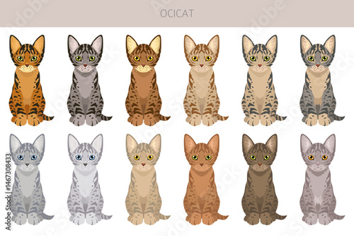 Ocicat, Ocelot Cat clipart. All coat colors set.  All cat breeds characteristics infographic. Vector illustration