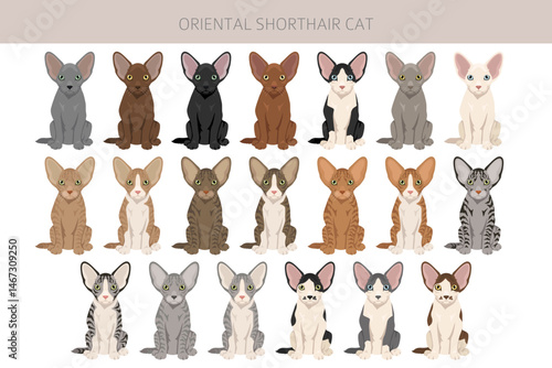 Oriental Shorthair Cat clipart. All coat colors set.  All cat breeds characteristics infographic. Vector illustration