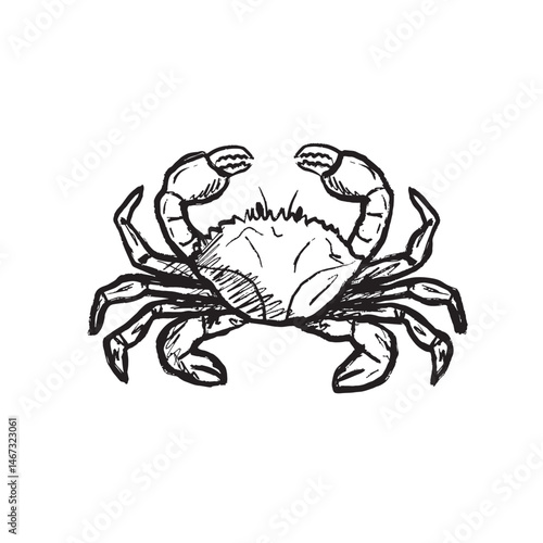 Crab with raised pincers in black brush stroke texture isolated on white. Hand drawn vector sketch illustration in vintage charcoal ink. Marine animal, underwater life, exotic seafood design