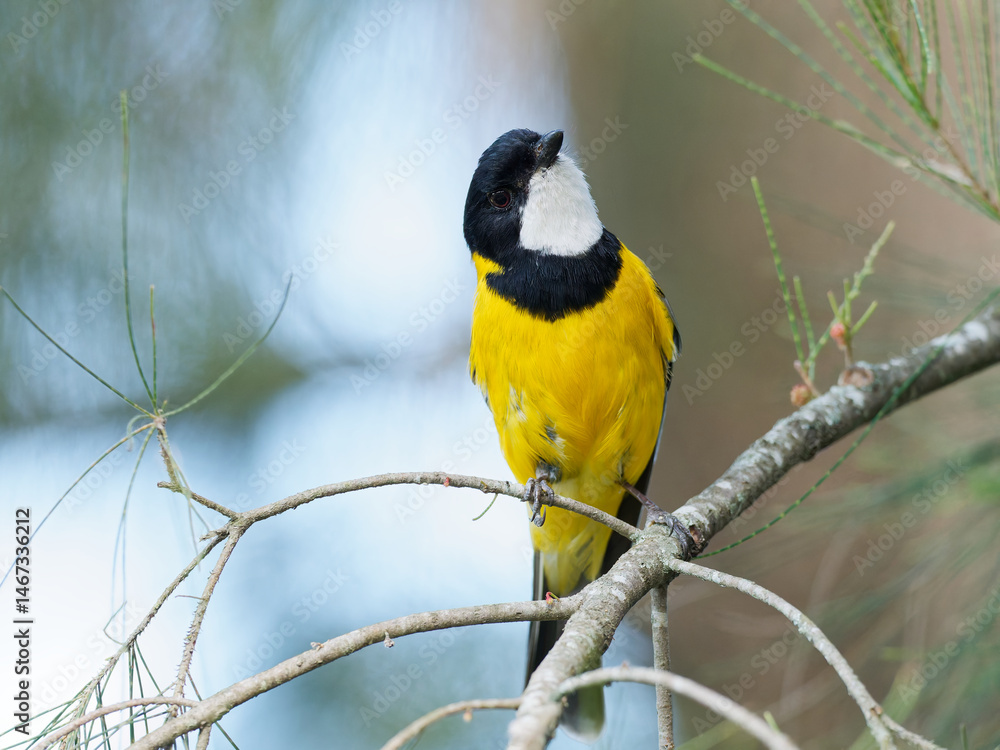 Fototapeta premium Male Australian Golden Whistler (Pachycephala pectoralis) perched on a she oak branch.