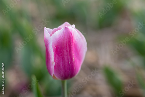 A delicate pink and white tulip stands upright, surrounded by lush green foliage in a garden under soft sunlight