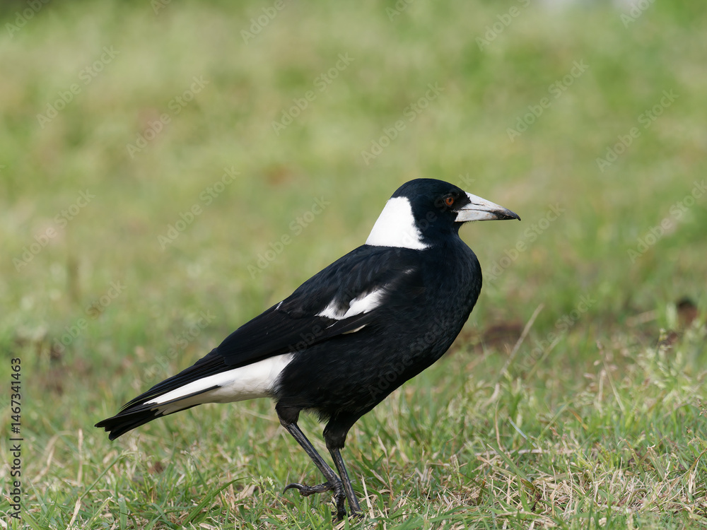 Australian Magpie (Gymnorhina tibicen)standing on green grass Australian Magpie (Gymnorhina tibicen)standing on green grass