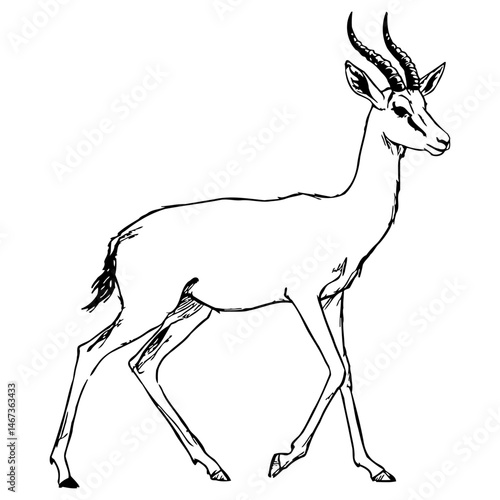 Detailed black and white vector illustration of a standing gazelle with curved horns and slender legs, showcasing elegant anatomy and fur markings—ideal for wildlife, safari, or nature-themed designs.