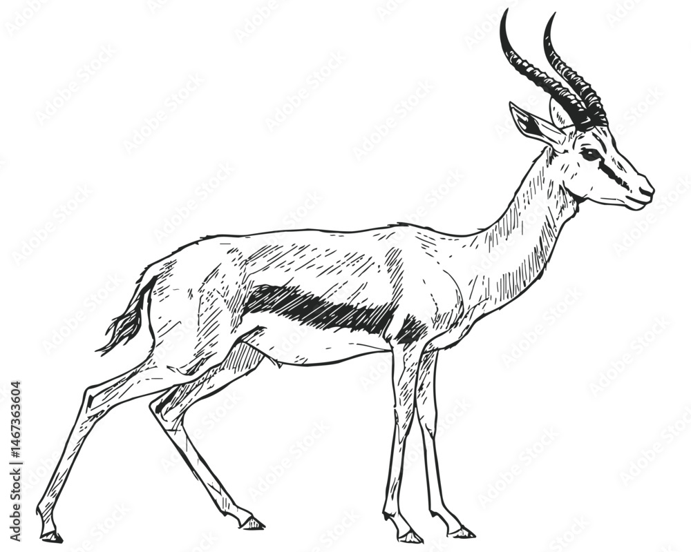 Obraz premium Detailed black and white vector illustration of a standing gazelle with curved horns and slender legs, showcasing elegant anatomy and fur markings—ideal for wildlife, safari, or nature-themed designs.