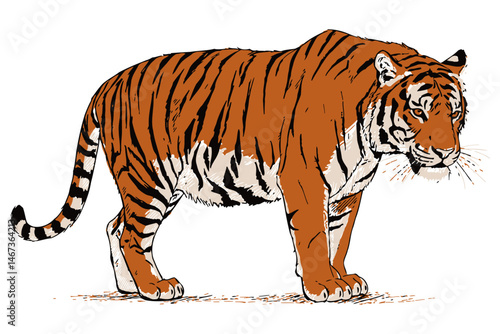 vector illustration of a tiger walking with a focused gaze, showcasing its muscular form, striped fur, and wild grace in detailed sketch style.