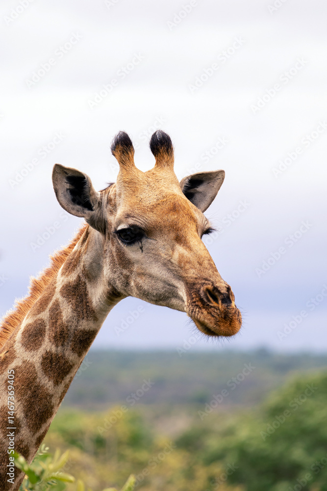 Naklejka premium Close up portrait, giraffe head and neck side view, gray sky, green plants, savanna in Africa