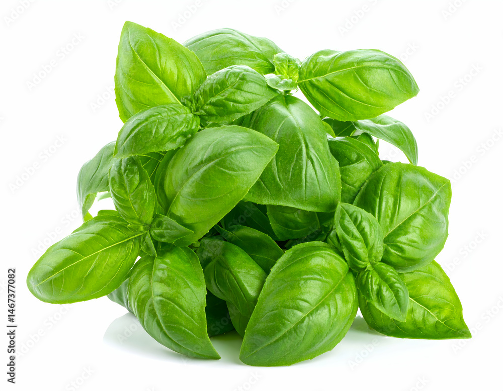 Fresh Basil Bunch On White Background Fresh Basil Bunch On White Background