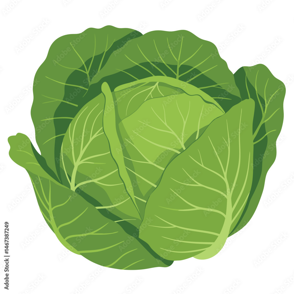 Fototapeta premium Fresh Green Cabbage Top View with Vibrant Leaves Ideal for Healthy Cooking and Diets