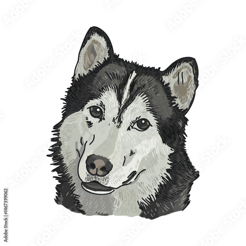 Husky Dog Head Vector Illustration

