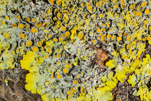 Photos Caloplaca, Xanthoria and other different types of crustose lichen species on a c