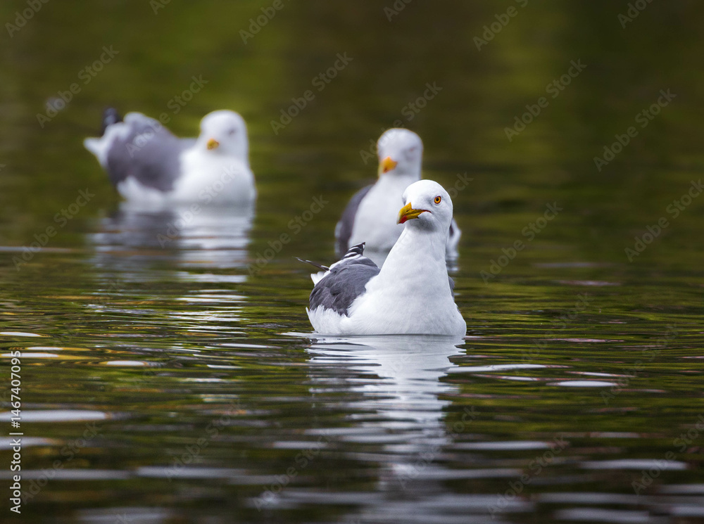 Fototapeta premium white seagull in the water