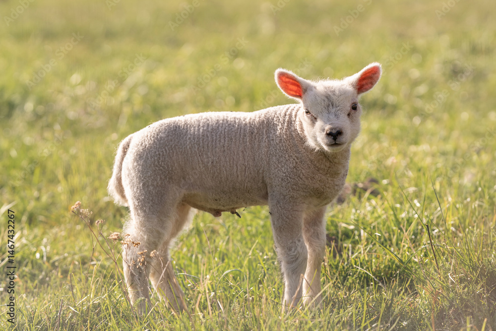 Young lamb standing alone in green grassy field on sunny day. Lamb looks directly at camera with curiosity. The imgae captures peaceful and rural atmosphere. Spring time Young lamb standing alone in green grassy field on sunny day. Lamb looks directly at camera with curiosity. The imgae captures peaceful and rural atmosphere. Spring time