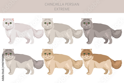 Chinchilla Persian Cat longhaired clipart. Extreme type persian cat. All coat colors set.  All cat breeds characteristics infographic. Vector illustration
