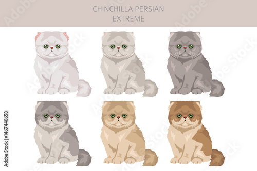 Chinchilla Persian Cat longhaired clipart. Extreme type persian cat. All coat colors set.  All cat breeds characteristics infographic. Vector illustration