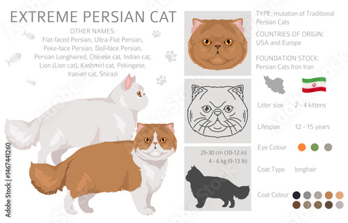 Persian Cat longhaired clipart. Extreme type persian cat. All coat colors set.  All cat breeds characteristics infographic. Vector illustration