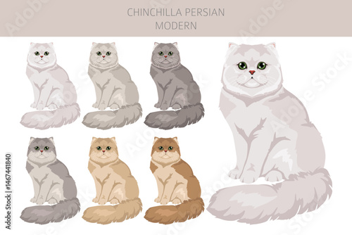 Chinchilla Persian Cat longhaired clipart. Modern type persian cat. All coat colors set.  All cat breeds characteristics infographic. Vector illustration