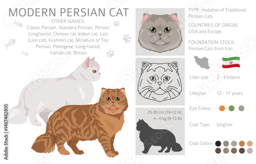 Persian Cat longhaired clipart. Modern type persian cat. All coat colors set.  All cat breeds characteristics infographic. Vector illustration