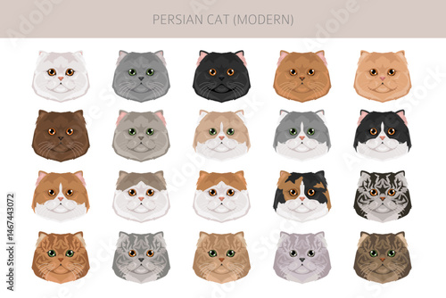 Persian Cat longhaired clipart. Modern type persian cat. All coat colors set.  All cat breeds characteristics infographic. Vector illustration