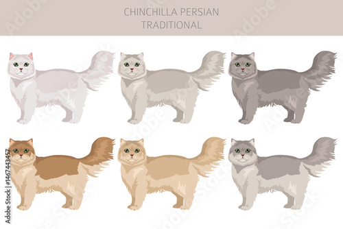 Chinchilla Persian Cat longhaired clipart. Traditional classic type persian cat. All coat colors set.  All cat breeds characteristics infographic. Vector illustration