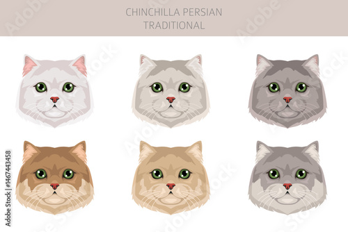 Chinchilla Persian Cat longhaired clipart. Traditional classic type persian cat. All coat colors set.  All cat breeds characteristics infographic. Vector illustration