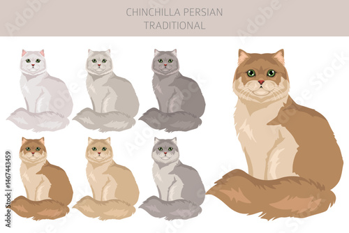 Chinchilla Persian Cat longhaired clipart. Traditional classic type persian cat. All coat colors set.  All cat breeds characteristics infographic. Vector illustration