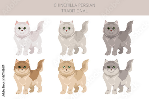 Chinchilla Persian Cat longhaired clipart. Traditional classic type persian cat. All coat colors set.  All cat breeds characteristics infographic. Vector illustration