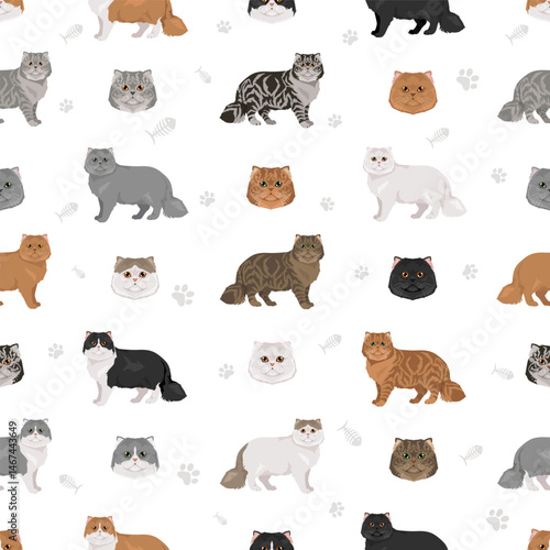 Persian Cat longhaired clipart. Modern type persian cat. All coat colors set.  All cat breeds characteristics infographic. Vector illustration