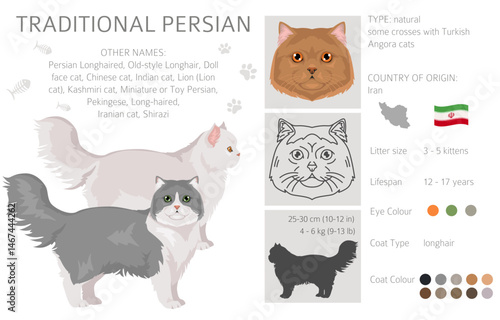 Persian Cat longhaired clipart. Traditional classic type persian cat. All coat colors set.  All cat breeds characteristics infographic. Vector illustration