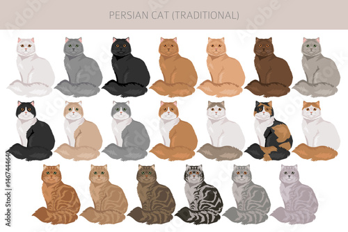 Persian Cat longhaired clipart. Traditional classic type persian cat. All coat colors set.  All cat breeds characteristics infographic. Vector illustration