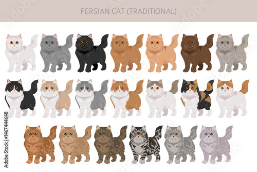 Persian Cat longhaired clipart. Traditional classic type persian cat. All coat colors set.  All cat breeds characteristics infographic. Vector illustration