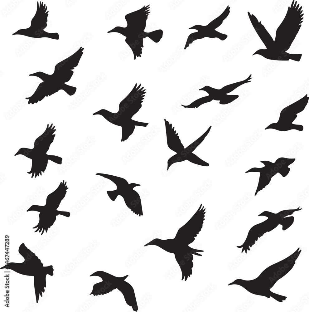 Obraz premium Silhouette Birds in Flight: Black Vector Illustrations on White Background