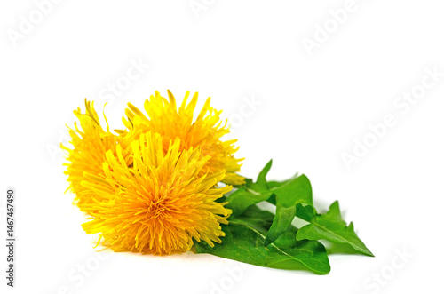 Löwenzahnblüten vor weißen Hintergrund