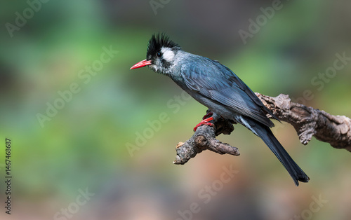 A black bulbul after bath.