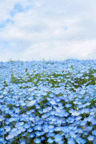 Hitachi Seaside Park in Ibaraki during nemophila peak season