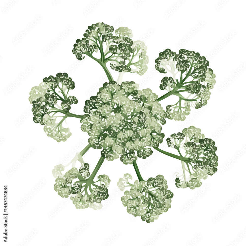 Flat vector Broccoli Bunch, minimalist design, isolated on a white background. Flat vector Broccoli Bunch, minimalist design, isolated on a white background.
