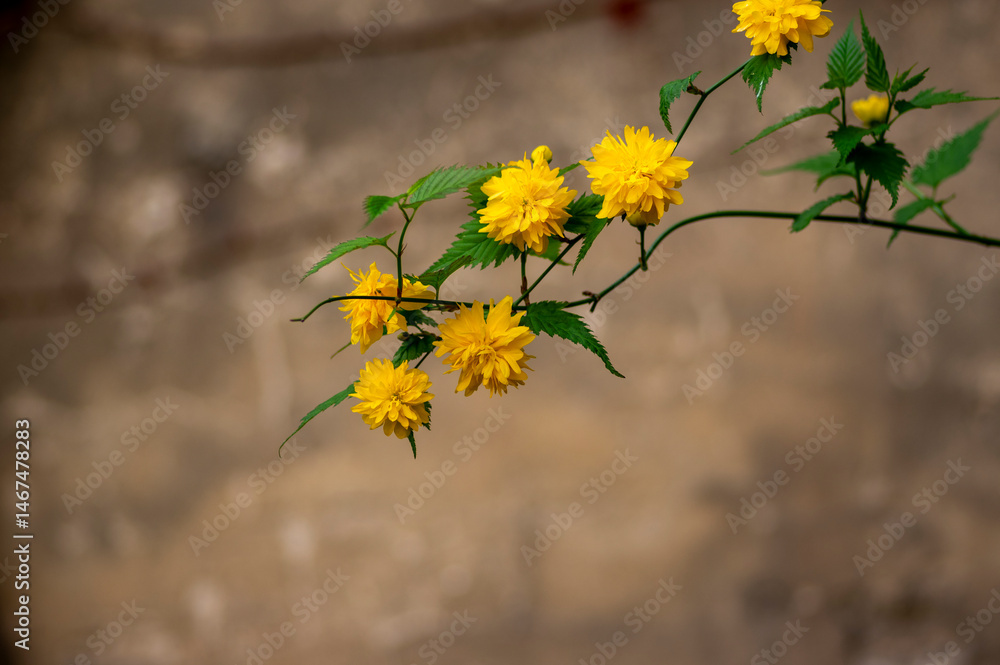 Kerria japonica bachelors buttons pleniflora cultivar flowers in bloom, yellow flowering shrub on branches