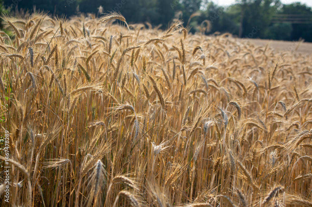 Hordeum vulgare barley tall stem and seeds in golden yellow color before harvesting on the field, ripening agricultural cereal