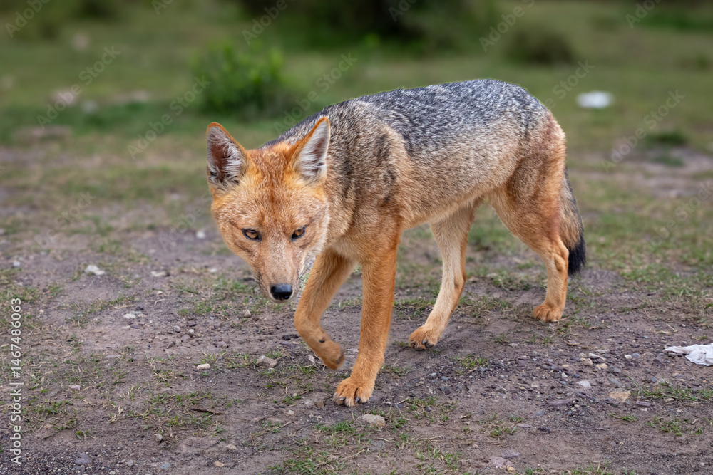 Fototapeta premium The Andean fox or culpeo zorro (lycalopex culpaeus) is a close relative of wolves and jackals rather than a true fox.