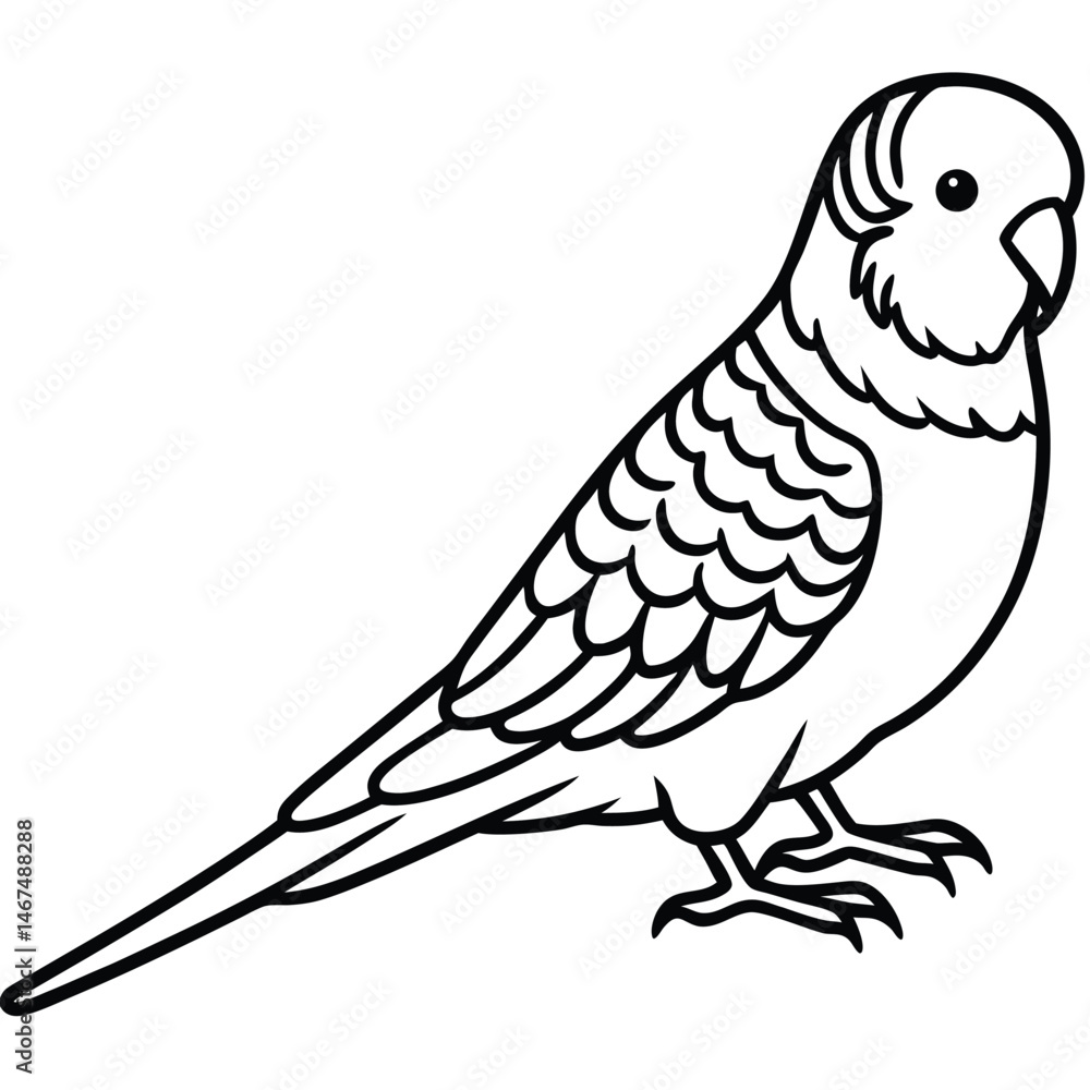 Obraz premium Detailed Budgerigar Line Art Illustration Isolated on White Background