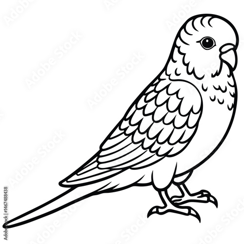 Line Art Budgerigar Illustration Isolated Bird Design
